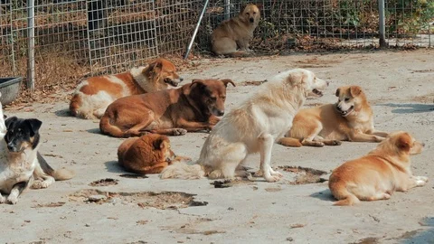 Different mixed breed dogs behind the fences. Dogs in a shelter or an animal 動画素材 119628628