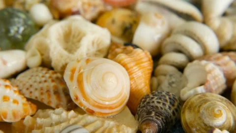 Different mixed colorful seashells as background. Various corals, marine mollusk Stock Footage 90218703