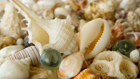 Different mixed colorful seashells as background. Various corals, marine mollusk Stock Footage 90813063