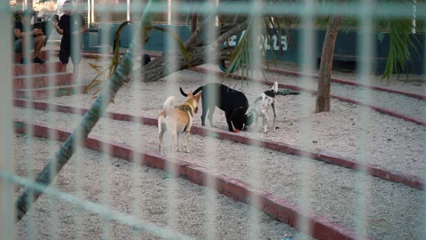Different mixed dogs plays behind the fences. Shelter for animals concept. Stock Footage 170580789