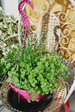 Different mixed herbs in pot standing outside on the balcony backlit by sun.. Stock Photos