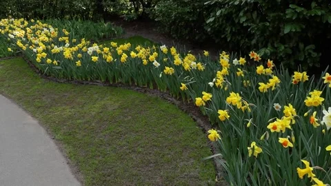 Different Narcissus / Daffodils arrangement Stock Footage 192880907