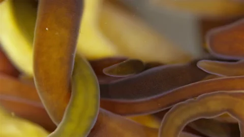 Different Nemertea worms under microscope. White Sea Video stock 297218507