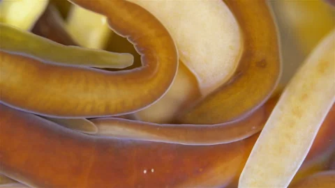 Different Nemertea worms under microscope. White Sea Video stock 297258970