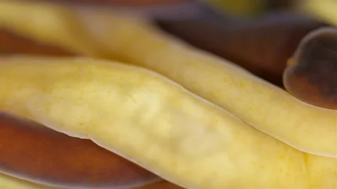 Different Nemertea worms under microscope. White Sea Video stock 297259055