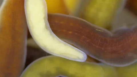 Different Nemertea worms under microscope. White Sea Video stock 297259710