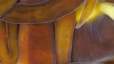 Different Nemertea worms under microscope. White Sea Video stock 297259974