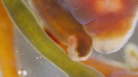 Different Nemertea worms under microscope.  White Sea Video stock 297260410