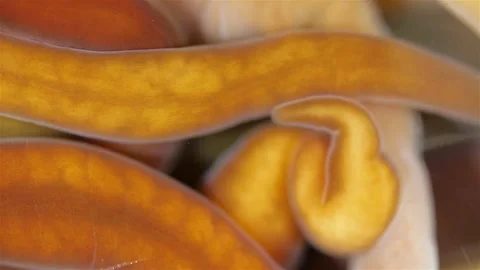 Different Nemertea worms under microscope.  White Sea Video stock 297264853