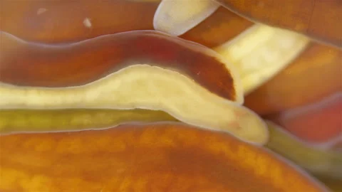 Different Nemertea worms under microscope.  White Sea Video stock 297265067