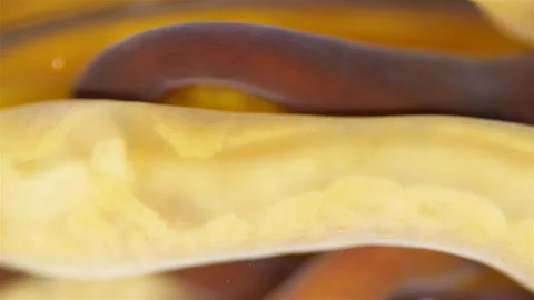 Different Nemertea worms under microscope.  White Sea Video stock 297265389