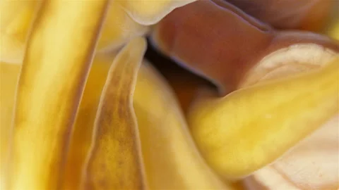 Different Nemertea worms under microscope.  White Sea Stock Footage 297265857