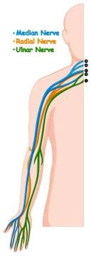 Different nerve system in human arm Stock Illustration