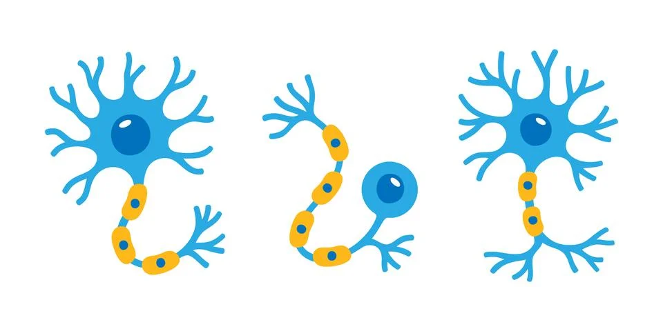 Different neuron cell types with dendrites, axons, and myelin sheaths in Stock Illustration