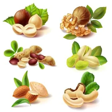 Different nuts realistic vector set Stock Illustration