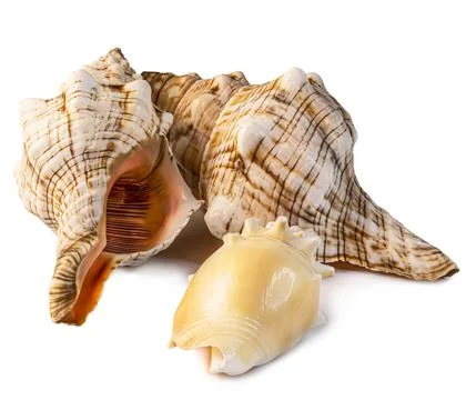 Different ocean shells studio photo isolated. 写真素材