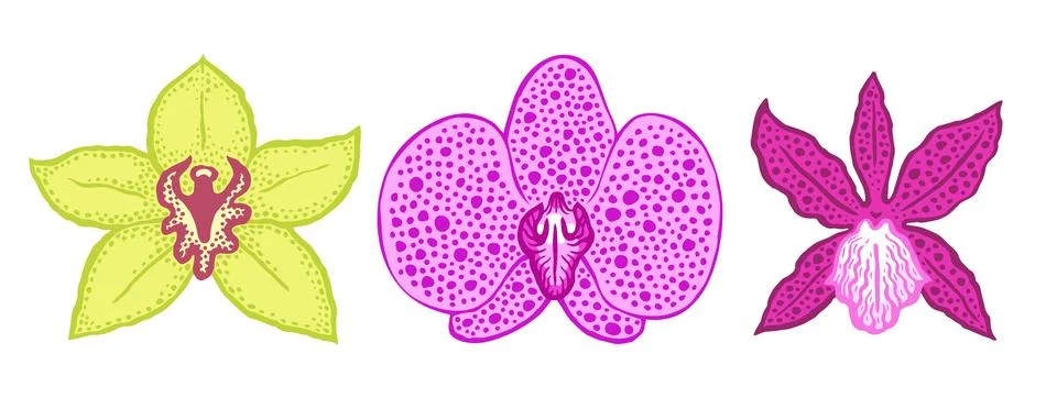 Different orchids flowers front view collection. Detailed color hand drawn Stock Illustration