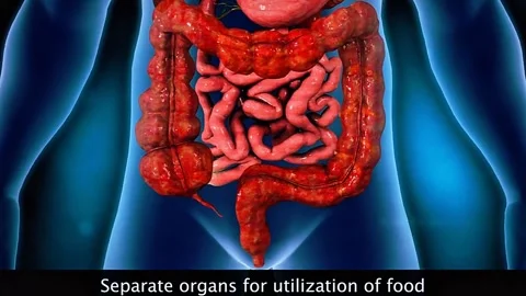 Different organs for different functions 動画素材 322541378