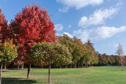 Different ornamental trees on a meadow edge in autumn park Stock Photos