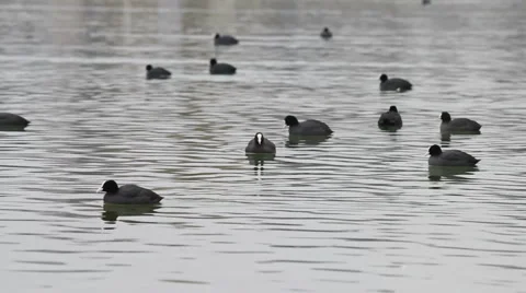 Different from others - swans Video stock 1090674