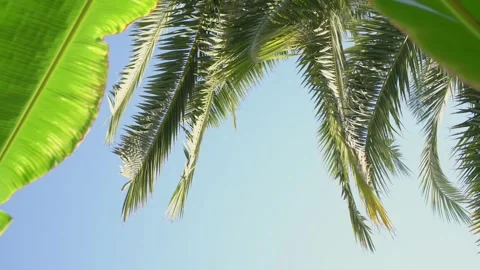 Different palm tree leaves swaying by light wind against blue sky Stock Footage 149964808