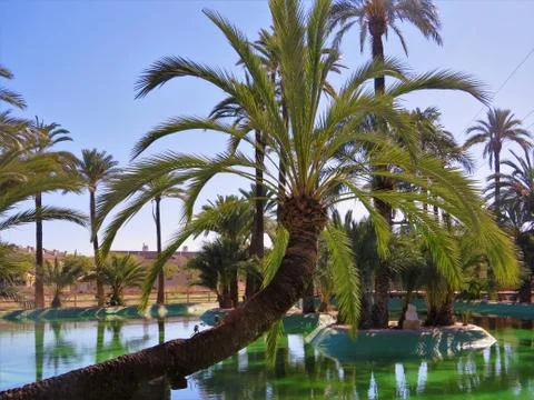 A different palm tree Stock Photos