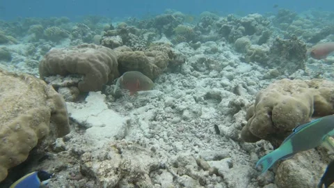 Different parrotfish swimming in the reef Video stock 249057863