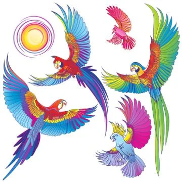 Different Parrots isolated on white background collection Stock Illustration