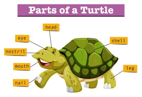 Different parts of turtle Stock Illustration