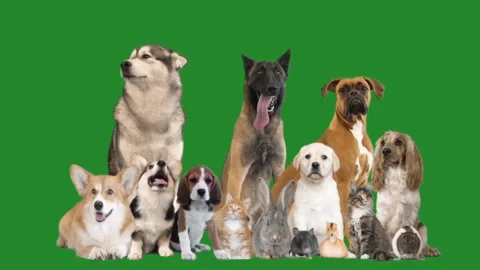 Different pets on a green screen 스톡 동영상 99048558