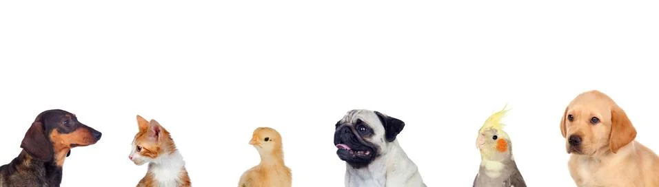 Different pets isolated on a white background 스톡 사진