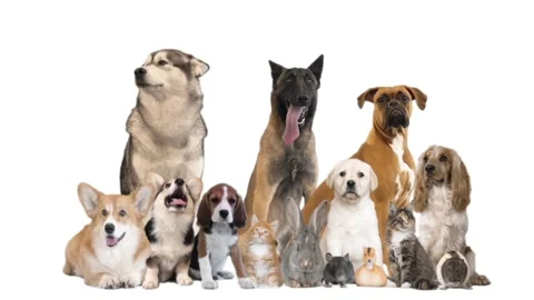 Different pets on white background Stock Footage 99048569