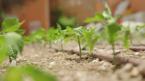Different plant seedlings of various vegetables growing outside in garden Stock Footage 284456372