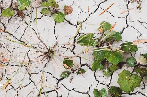 Different plants on dried cracked Stock Photos