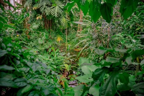 Different plants in the jungle Stock Photos