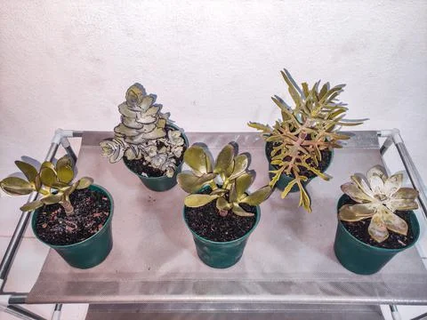 Different Plants on a shelf Stock Photos