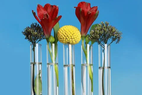 Different plants in test tubes on blurred background, closeup Stock Photos