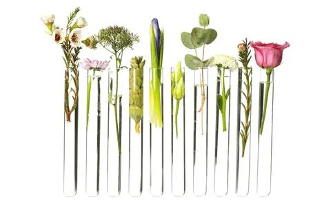 Different plants in test tubes on white background Stock Photos