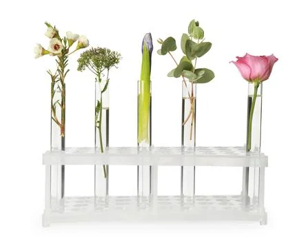 Different plants in test tubes on white background Stock Photos