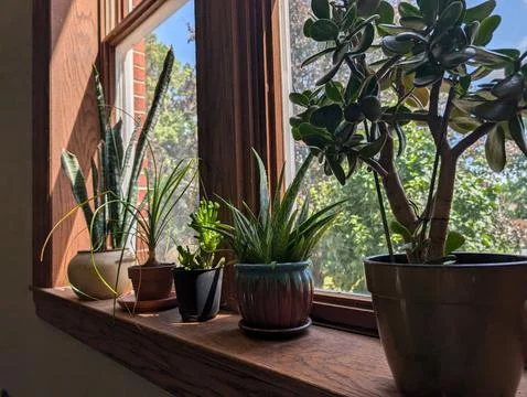 Different plants in window sill on a peaceful sunny day 스톡 사진