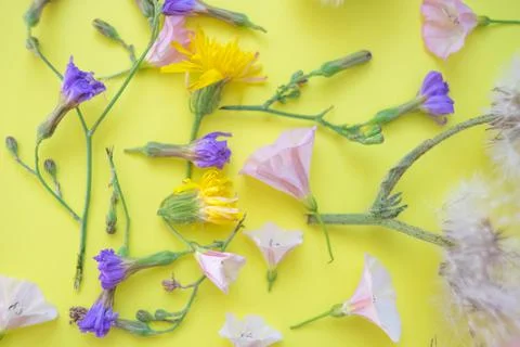 Different pollen flowers on the yellow table, art card. Фото