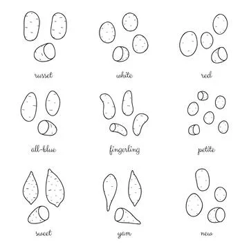 Different potato varieties set. Stock Illustration