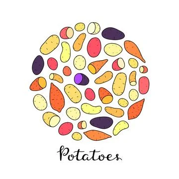 Different potatoes in circle. Stock Illustration