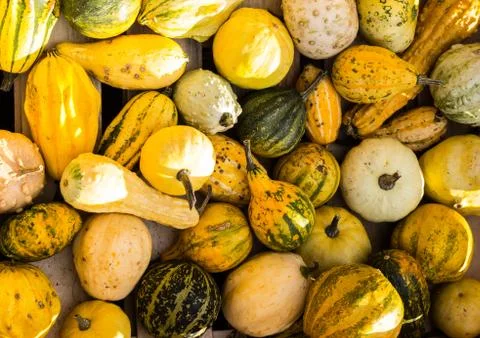 Different pumpkins 2 Stock Photos