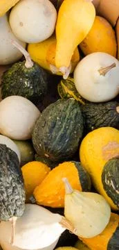 Different pumpkins 3 Stock Photos