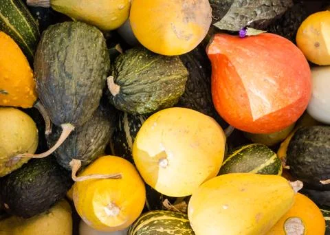 Different pumpkins 4 Stock Photos