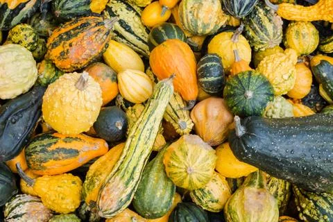 Different pumpkins 5 Stock Photos