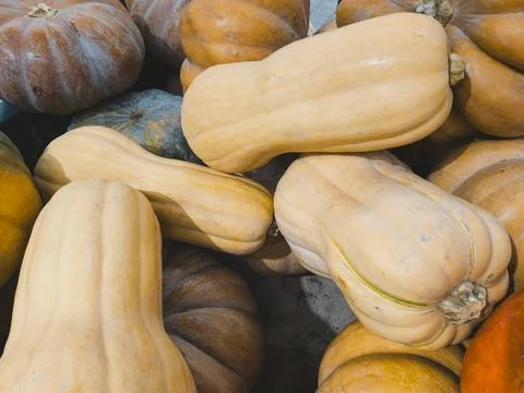 Different pumpkins are on the counter in the store. Big pumpkins. Vegetables Stock Photos