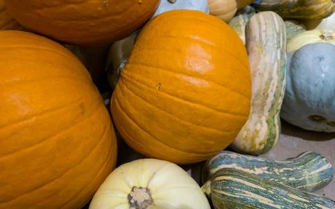 Different pumpkins are on the counter in the store. Big pumpkins. Vegetables Stock Photos