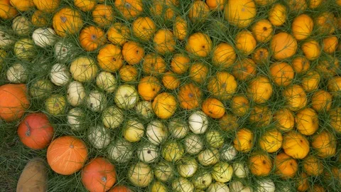 Different Pumpkins In The Grass Stock Footage 97869251